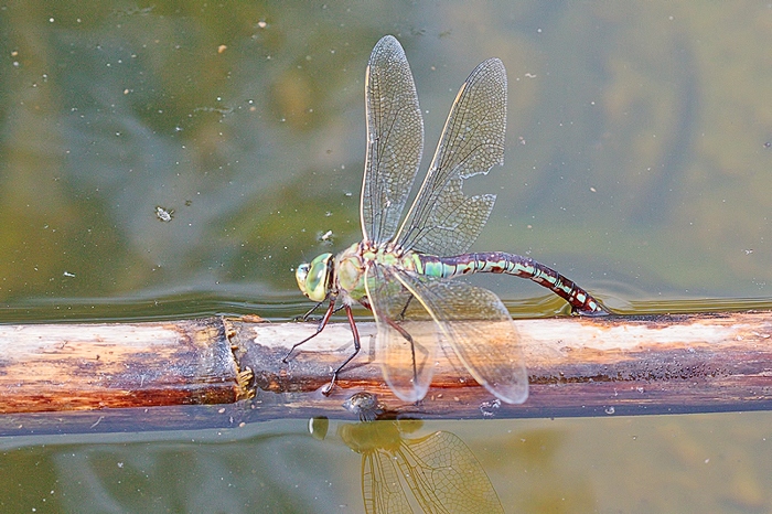 A. imperator femmina